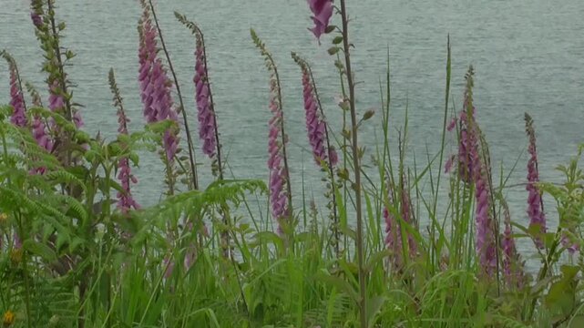 Wild Foxglove Flowers (Digitalis purpurea) Growing on the Coast by the Sea in U.K.