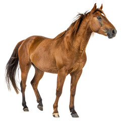 Fototapeta premium A majestic brown horse stands proudly, isolated on transparent background