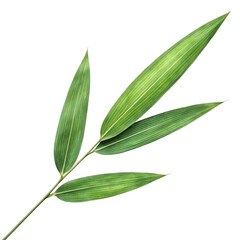 Obraz premium 3d realistic bamboo leaf branch
