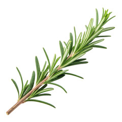 Fototapeta premium 3d realistic rosemary sprig isolated on transparent background