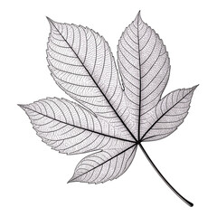 Obraz premium Minimal Line-Art Leaf – Black and White Botanical PNG