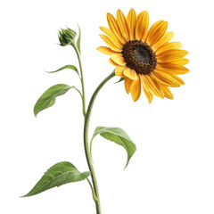 3d realistic sunflower with bud on black background
