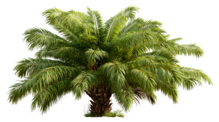 Lush palm tree with vibrant green fronds in tropical setting