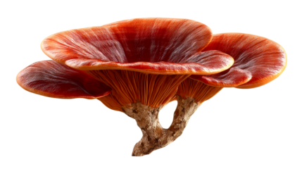 Vibrant red mushroom with intricate details on the forest floor