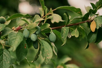 Soft lighting and shallow depth of field give the image a peaceful and natural atmosphere. File 1