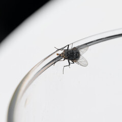 mouche posée