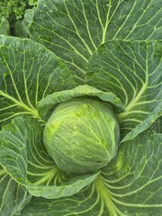 Fototapeta premium A Cabbage growing in a garden in Nottingham, UK