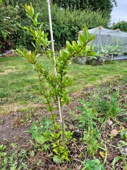 A young Pomagranate plant growing in a garden in Nottingham, UK.