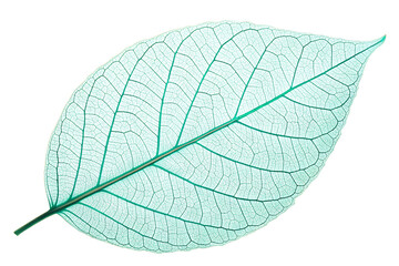 Obraz premium Delicate Green Skeleton Leaf with Visible Veins - Isolated on Transparent Background