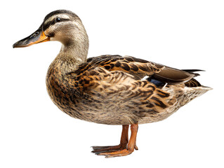  A duck, full body, on a transparent background