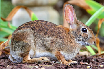 Cottontail bunny rabbits playing in a grass field. 