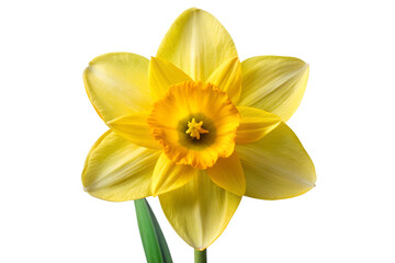 Fototapeta premium Vibrant Yellow Daffodil Flower with Green Stem - Isolated on Transparent Background