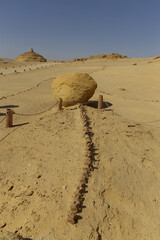 Fossil from the Valley of the Whales in Egypt