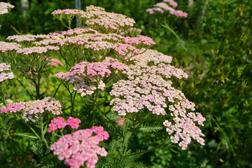 Pink and White Yarrow in a Summer Garden © Philippe