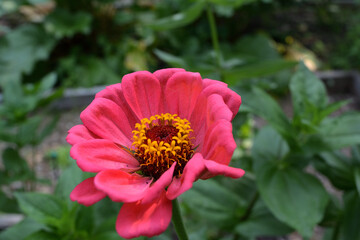 Bright Pink Zinnia Flower Close-Up in Garden