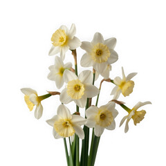 Obraz premium Delicate white and yellow daffodils bloom against a stark black background