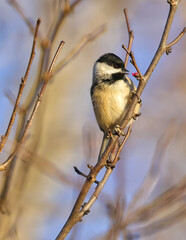 Carolina chickadee perched on twig eating red flower blossoms against blurry blue sky. 