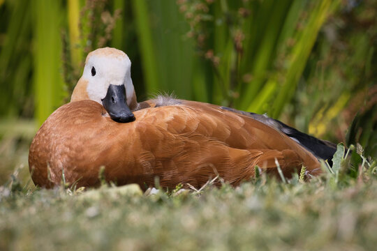 a close up low level view of a ruddy shellduck, Tadorna ferruginea, as it lies on the grass