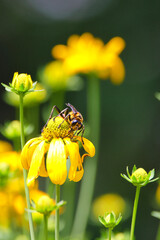 bee on yellow flower