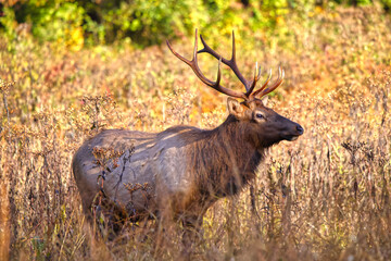 Bull elk on mountainside in habitat. 