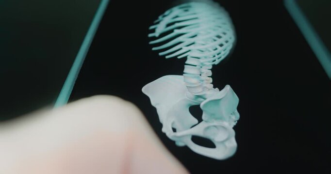 Abdomen bones of female skeleton