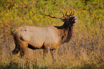 Bull elk on mountainside in habitat. 