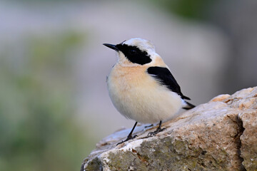 Obraz premium Balkansteinschmätzer // Eastern Black-eared Wheatear (Oenanthe melanoleuca) - Peloponnes, Griechenland
