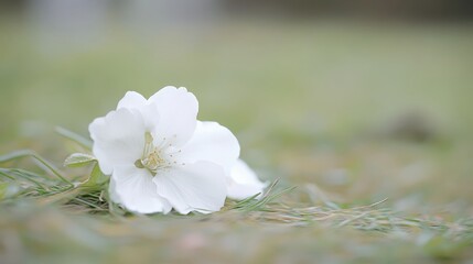Delicate White Flower Lying on Soft Grass in Gentle Natural Setting