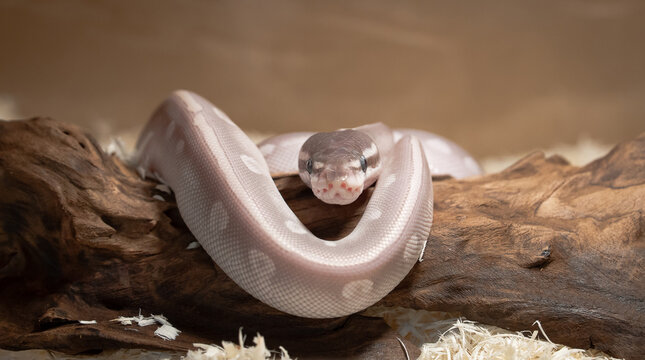 Mystic Potion Ball Python Coiled on Driftwood in Soft Light