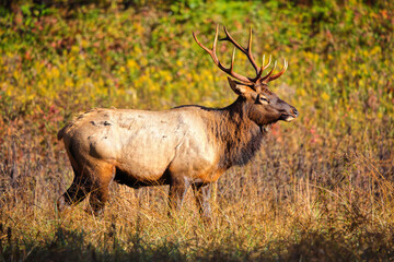 Bull elk on mountainside in habitat. 