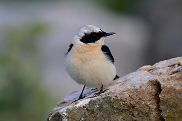Balkansteinschmätzer // Eastern Black-eared Wheatear (Oenanthe melanoleuca) - Peloponnes, Griechenland