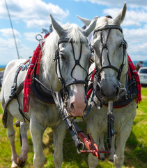 Two strong white horses with braided manes and red accessories stand side by side in full tack, a symbol of tradition and rural culture.