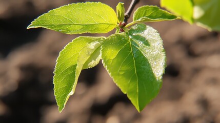 Fresh Green Leaves with Dew Drops on Natural Background