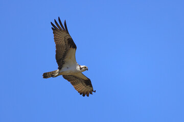Osprey in flight with prey in talons against blue background. 