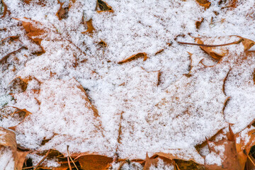 Dry autumn leaves covered with the first snow on the ground.