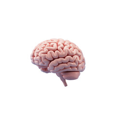 Human brain anatomy illustration isolated on black background for science and medical education