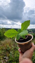 red oak, tree of the year 2025, Planting out red oak seedlings