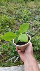 red oak, tree of the year 2025, Planting out red oak seedlings