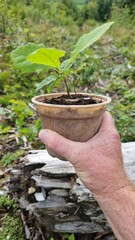 red oak, tree of the year 2025, Planting out red oak seedlings