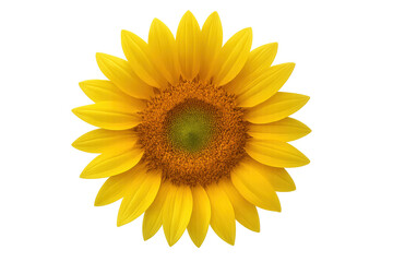 Fototapeta premium Vibrant Sunflower Blooming with Transparent Background