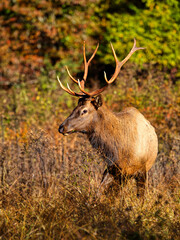 Bull elk on mountainside in habitat. 