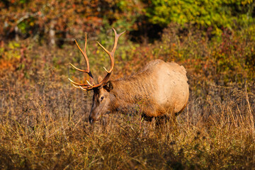 Bull elk on mountainside in habitat. 