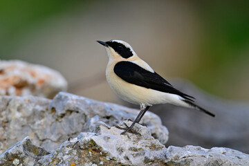 Obraz premium Balkansteinschmätzer // Eastern Black-eared Wheatear (Oenanthe melanoleuca) - Peloponnes, Griechenland