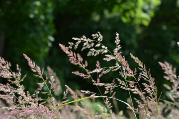 Delicate wild grass panicles with a pinkish hue, backlit by soft sunlight in a summer meadow. Selective focus on feathery textures creates a dreamy, serene bokeh background