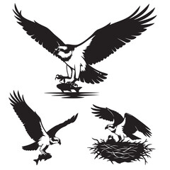 Obraz premium Set of 3 Osprey Silhouettes as a Fishing Raptor Icon Set
