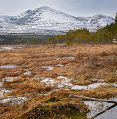Marshy wetlands with pine forest and snowy peaks in Dovrefjell, Norway