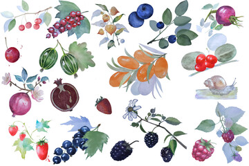 Set of watercolor illustration with many s different berries handdrawing elements © Juli_fl_y