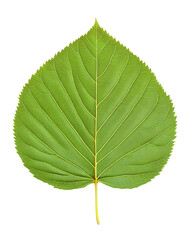 Fototapeta premium Isolated transparent A close-up view of a vibrant green leaf showcasing intricate vein patterns and details. PNG die-cut element for advertising