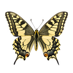 Obraz premium Delicate Swallowtail Butterfly (Papilio Machaon) with Yellow and Black Wings