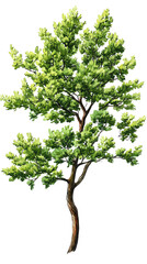 Fototapeta premium Isolated transparent A vibrant, leafy tree symbolizing nature's beauty and tranquility. PNG die-cut element for advertising